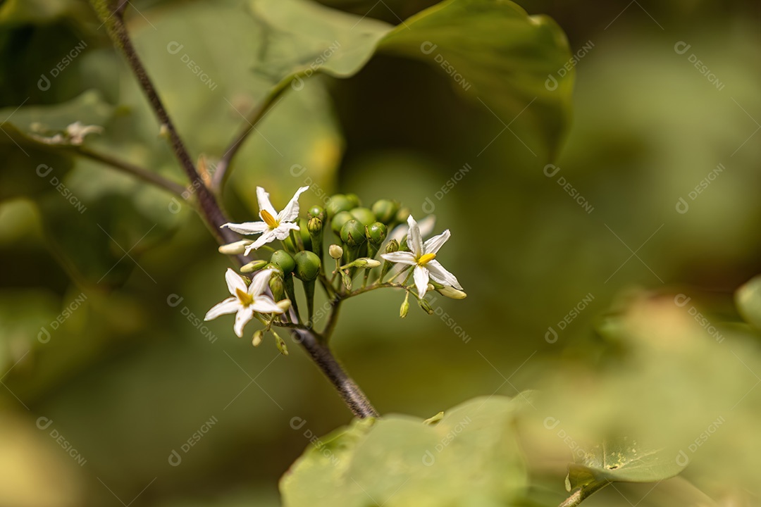 Planta com flores da espécie Solanum torvum comumente conhecida como jurubeba, uma erva-moura comum em quase todo o Brasil