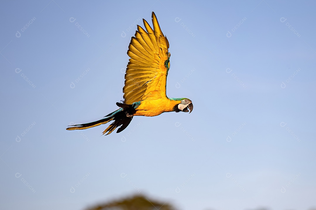 Arara-azul-e-amarela adulta da espécie Ara ararauna