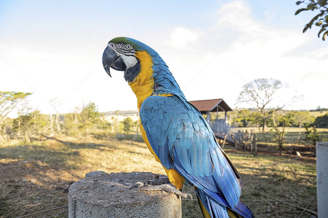 Arara-azul-e-amarela adulta da espécie Ara ararauna