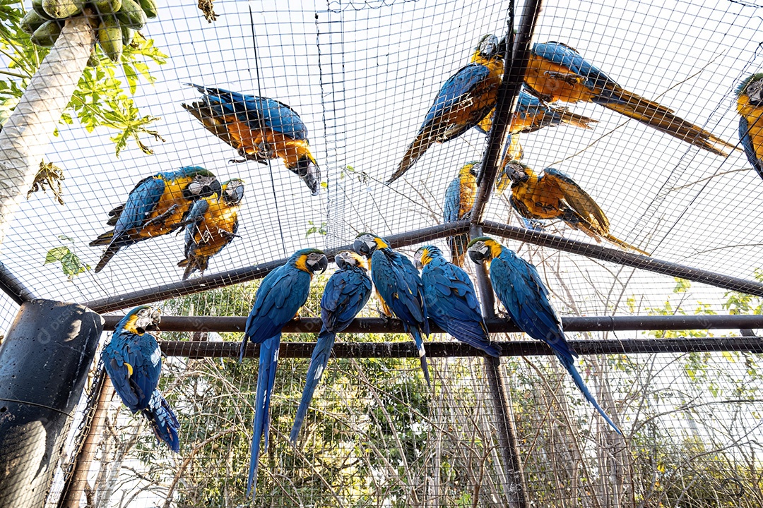 Arara-azul-e-amarela adulta da espécie Ara ararauna resgatada em recuperação para reintrodução gratuita
