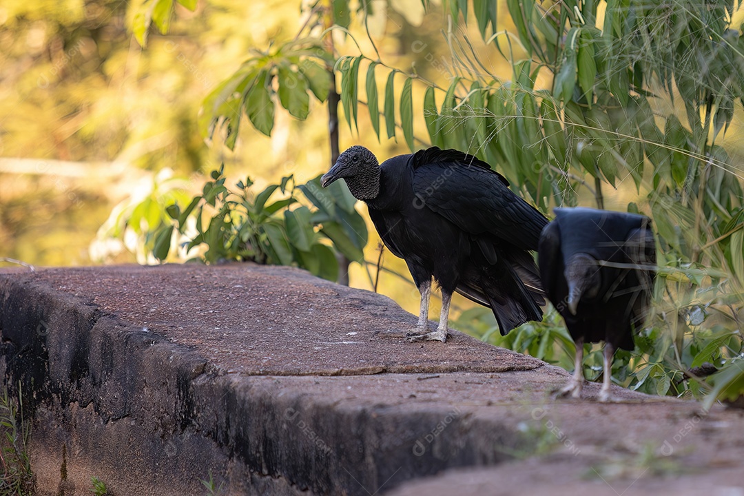 Animal Abutre-preto da espécie Coragyps atratus