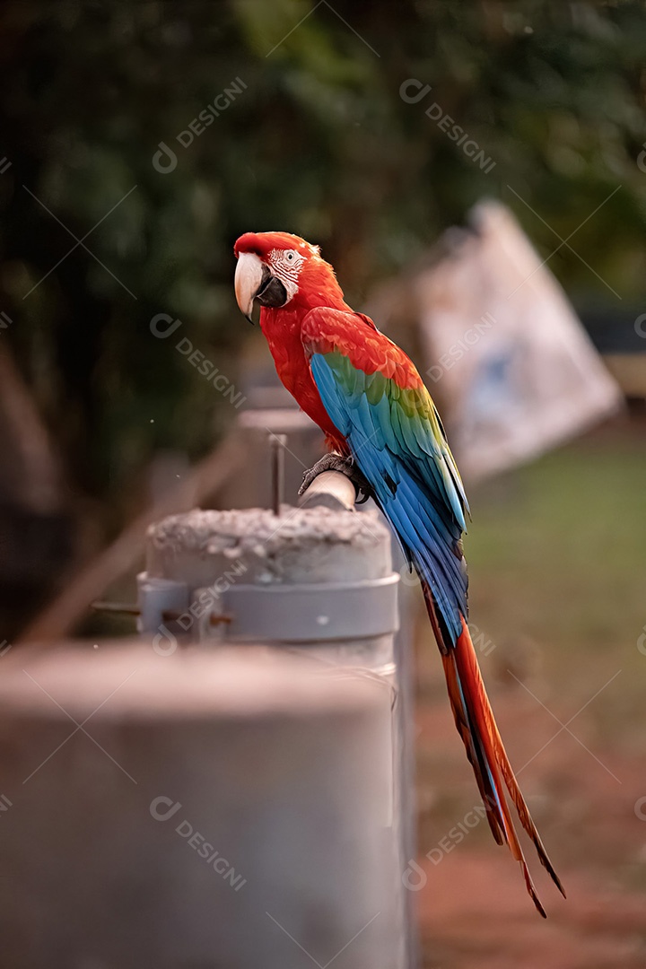 Arara vermelha e verde adulta da espécie Ara chloropterus