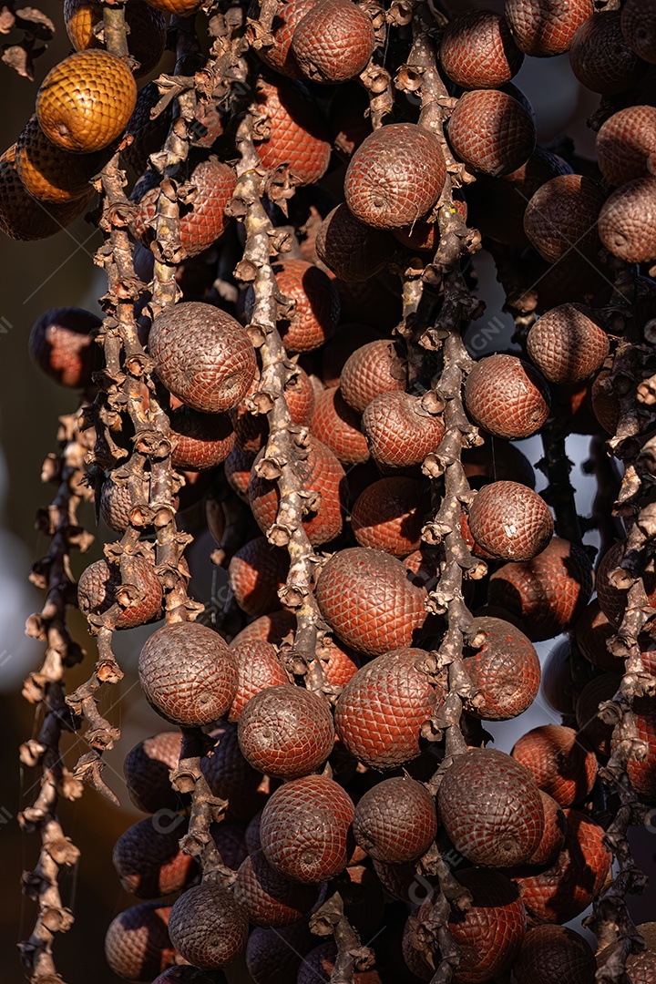 Frutos da palmeira buriti com foco seletivo