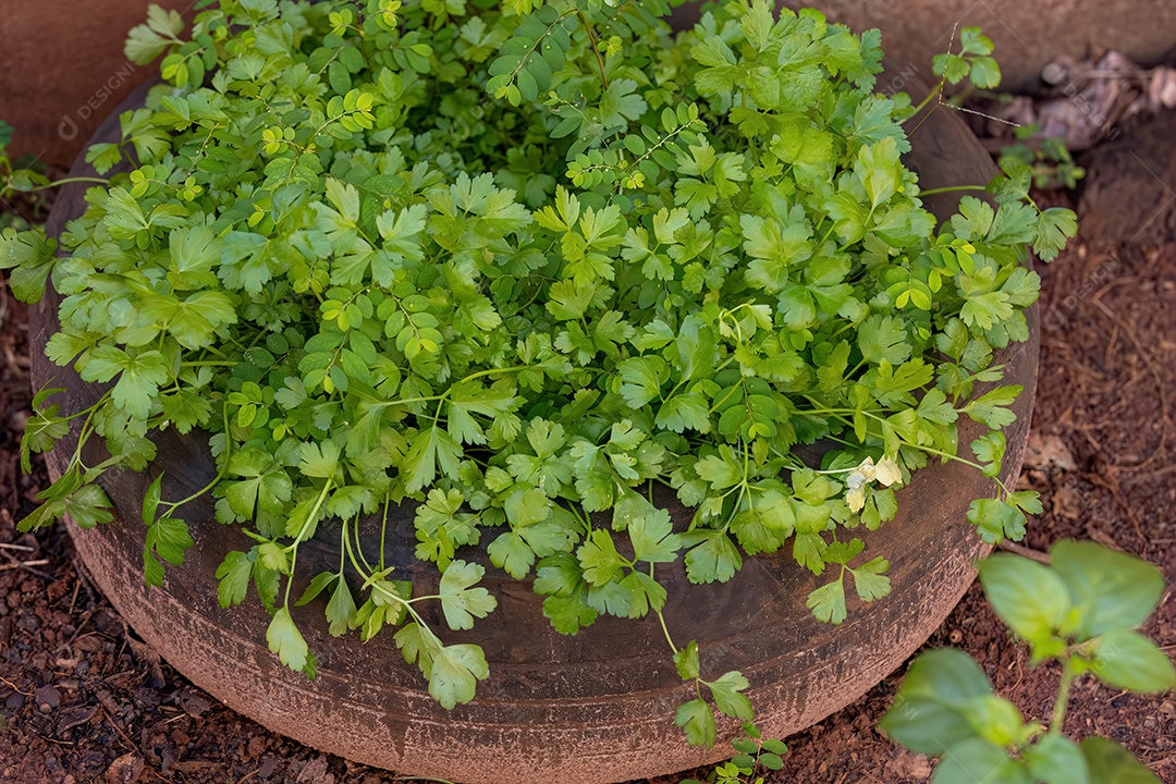 Planta de salsa de jardim da espécie Petroselinum crispum