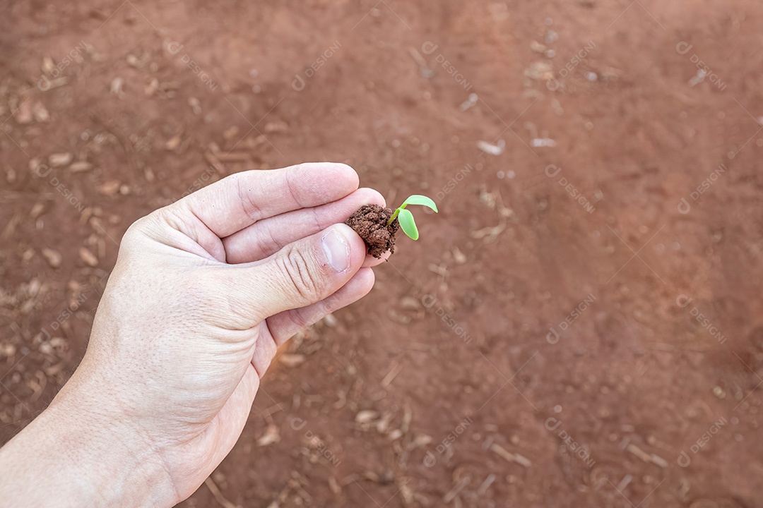 Mão branca segurando uma muda de planta pequena