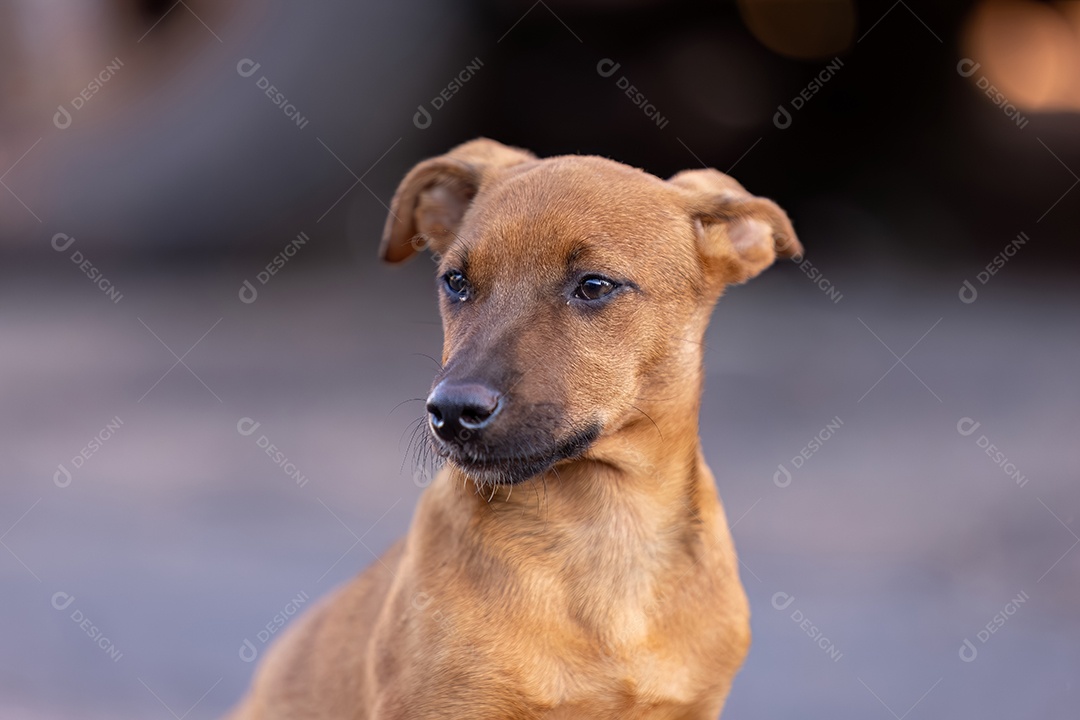 Cachorro mamífero animal na rua