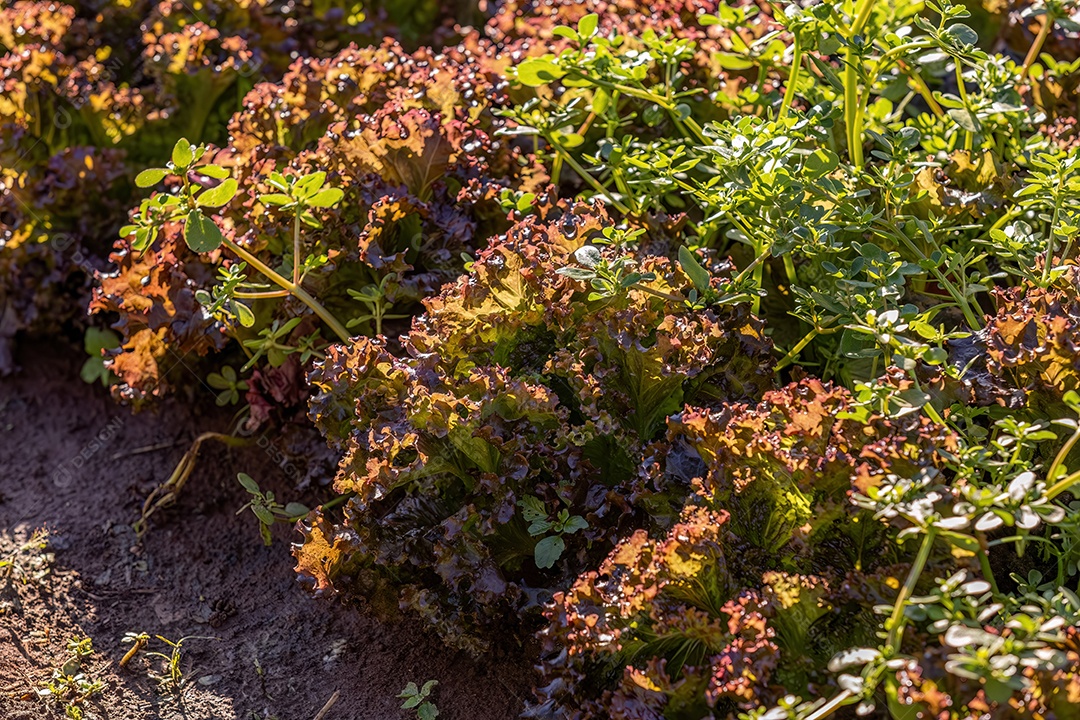 Planta alface vegetal da espécie Lactuca sativat