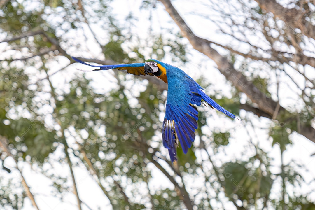 Arara-azul-e-amarela adulta da espécie Ara ararauna