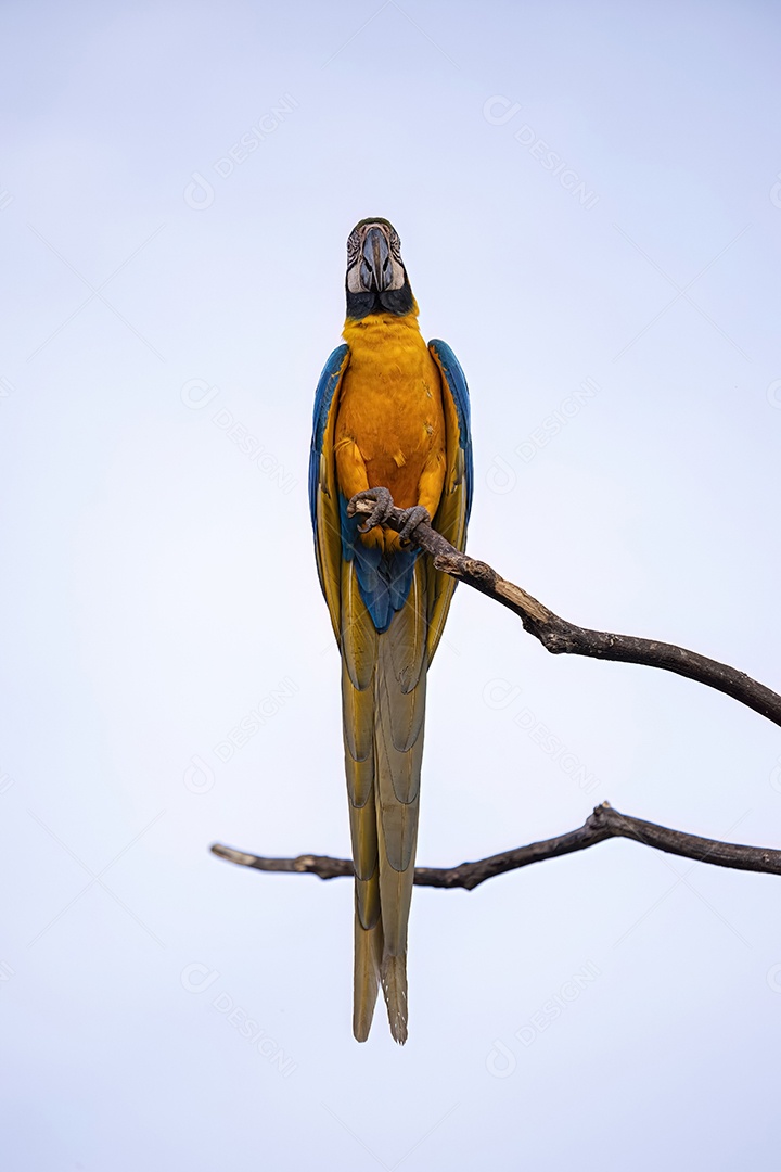 Arara-azul-e-amarela adulta da espécie Ara ararauna