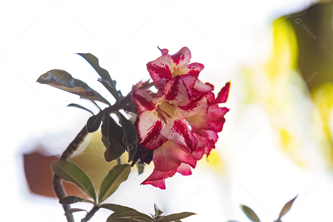 Planta Rosa do Deserto da espécie Adenium obesum