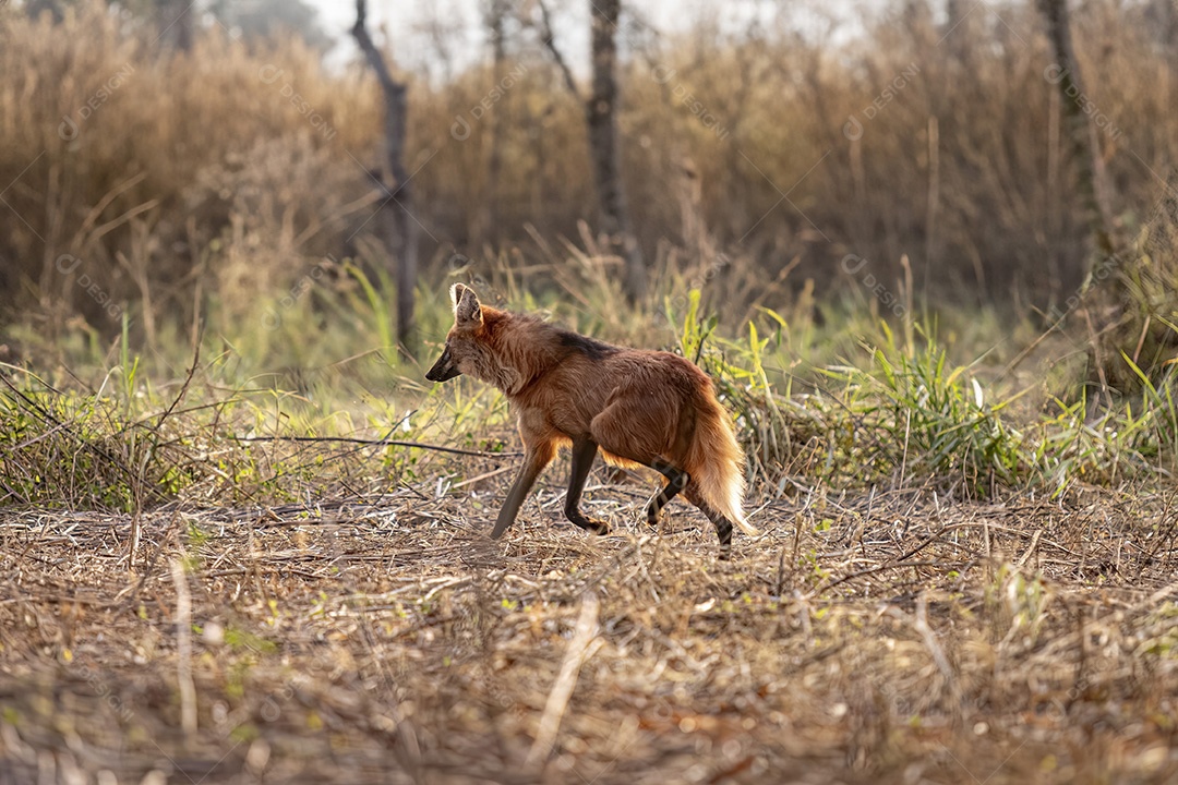 Animal Lobo Guará da espécie Chrysocyon brachyurus