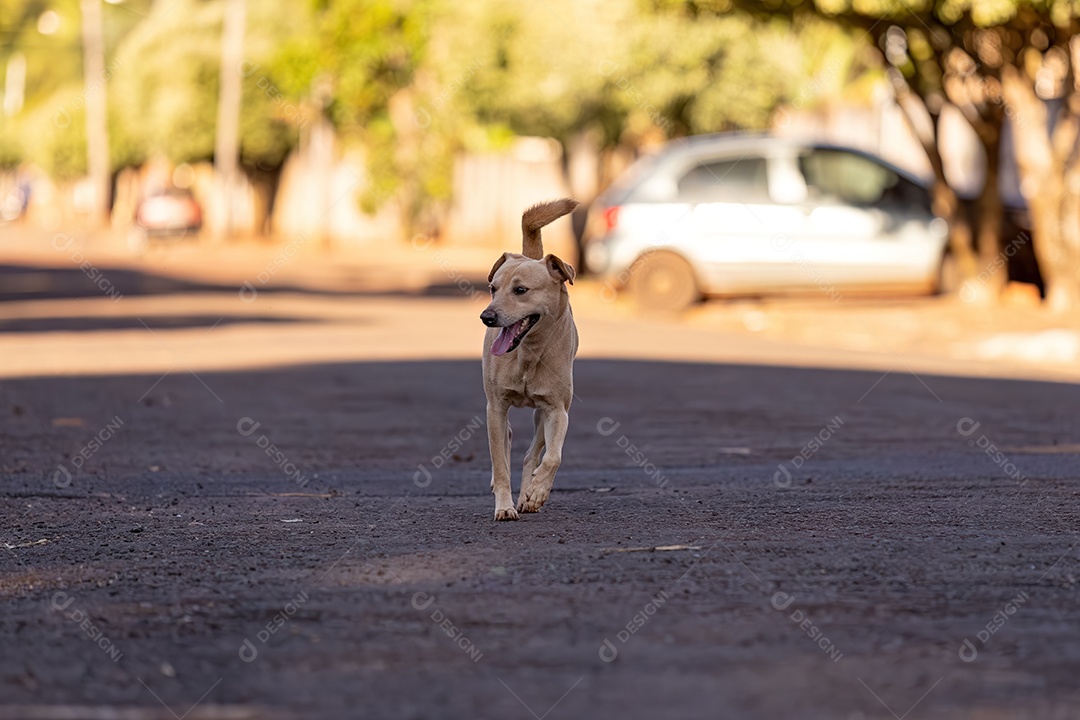 Cachorro mamífero animal na rua