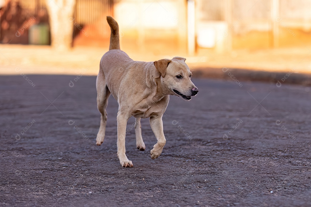 Cachorro mamífero animal na rua