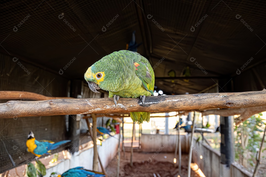 Papagaio adulto da espécie Amazona aestiva resgatado em recuperação para reintrodução gratuita