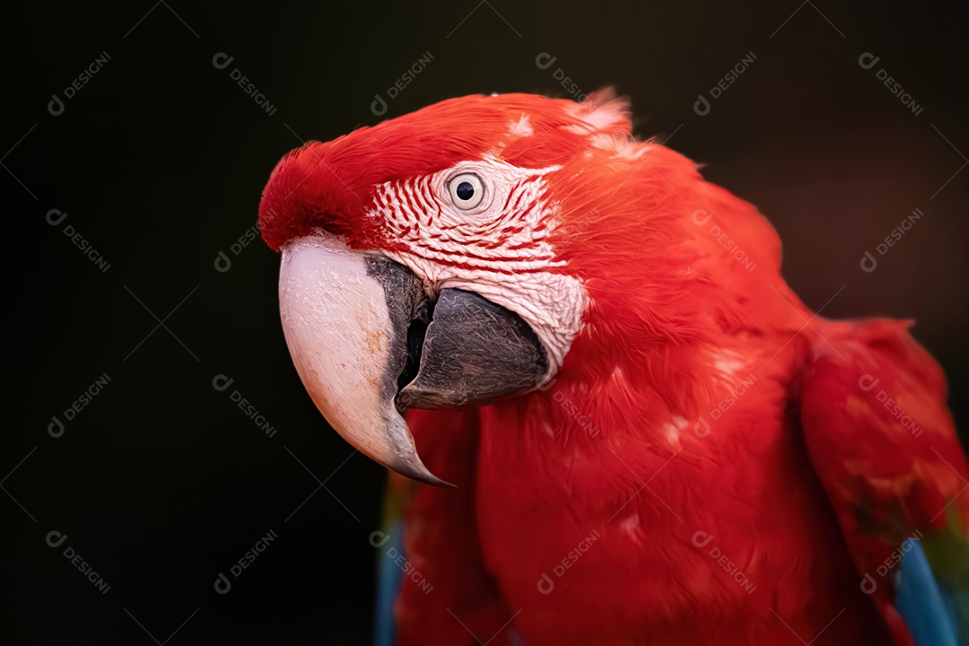 Arara vermelha e verde adulta da espécie Ara chloropterus