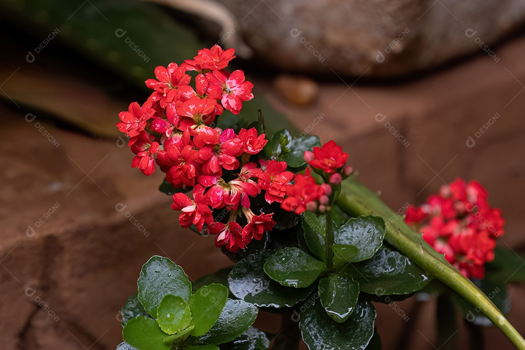 Flor Vermelha da espécie Kalanchoe blossfeldiana com foco seletivo