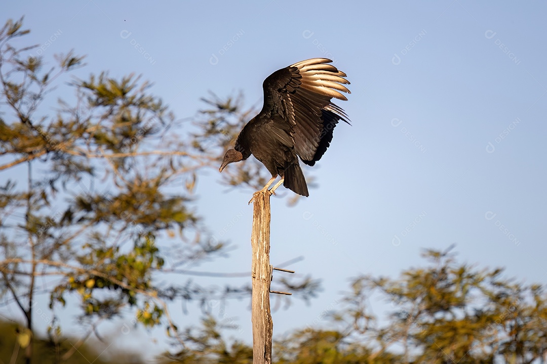 Animal Abutre-preto da espécie Coragyps atratus