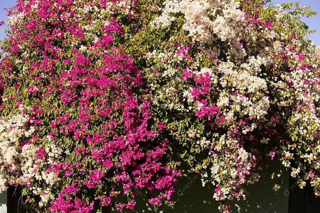 Flores de plantas ornamentais da espécie Bougainvillea glabra