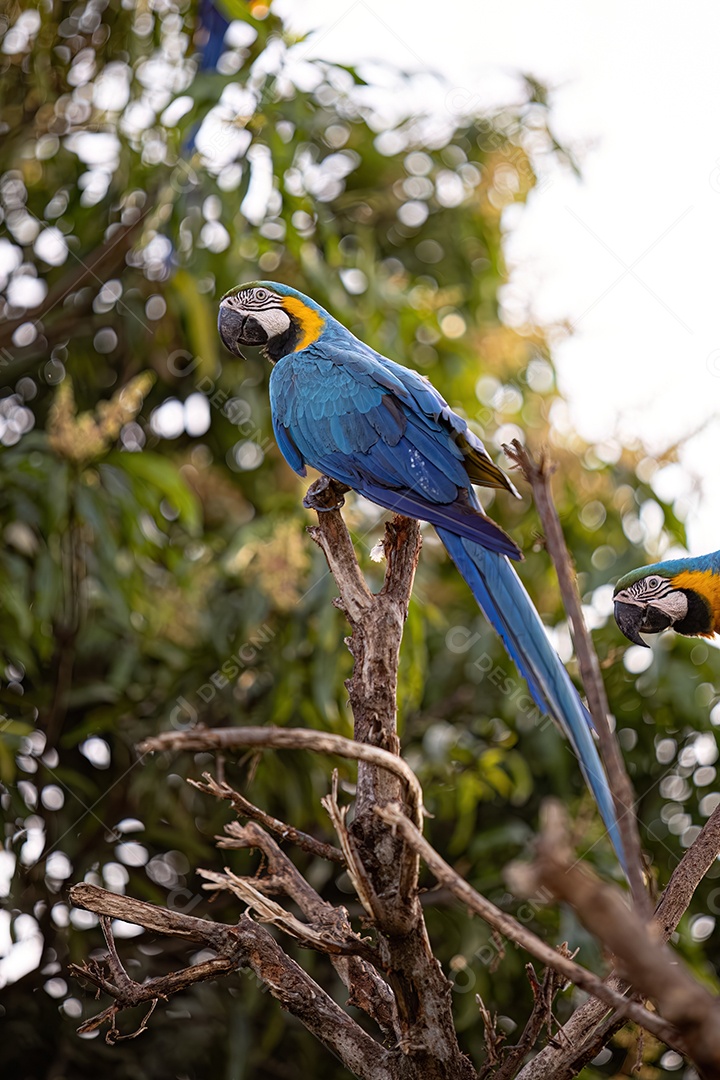 Arara-azul-e-amarela adulta da espécie Ara ararauna