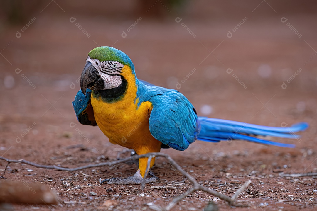 Arara-azul-e-amarela adulta da espécie Ara ararauna