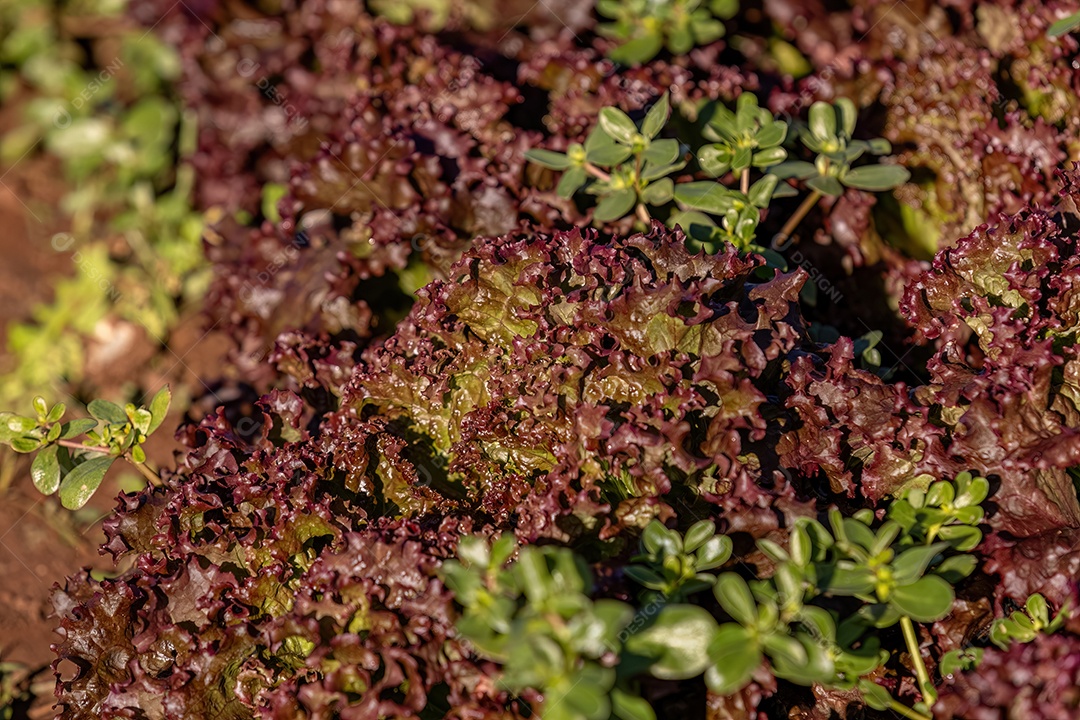 Planta alface vegetal da espécie Lactuca sativat