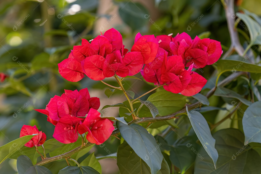 Flores de plantas ornamentais da espécie Bougainvillea glabra