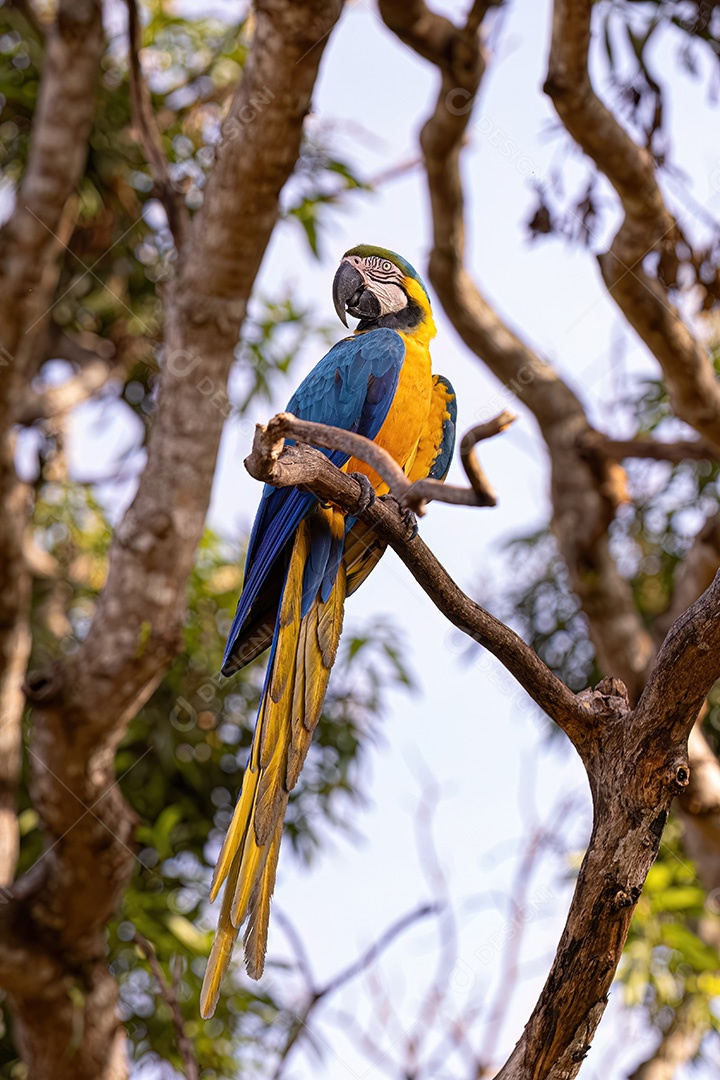 Arara-azul-e-amarela adulta da espécie Ara ararauna