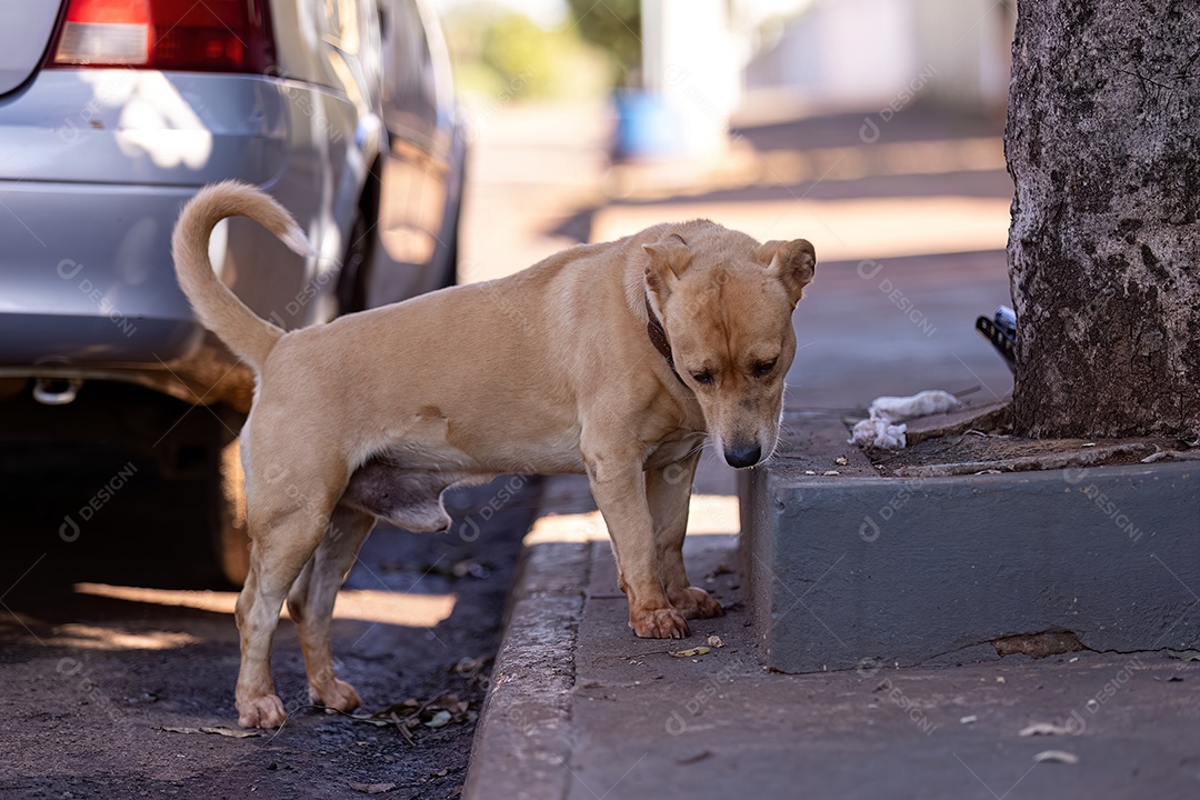 Cão mamífero animal na calçada farejando para fazer xixi marcando território