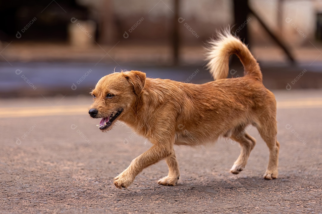 Animal mamífero canino cachorro vadio andando