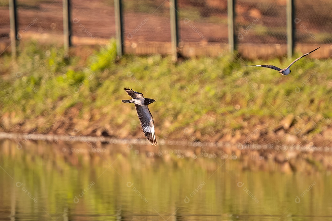 Animal Nacunda Nighthawk da espécie Chordeiles nacunda em mosca