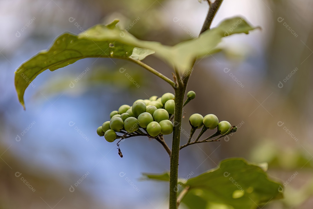 Planta com flores da espécie Solanum torvum comumente conhecida como jurubeba, uma erva-moura comum em quase todo o Brasil
