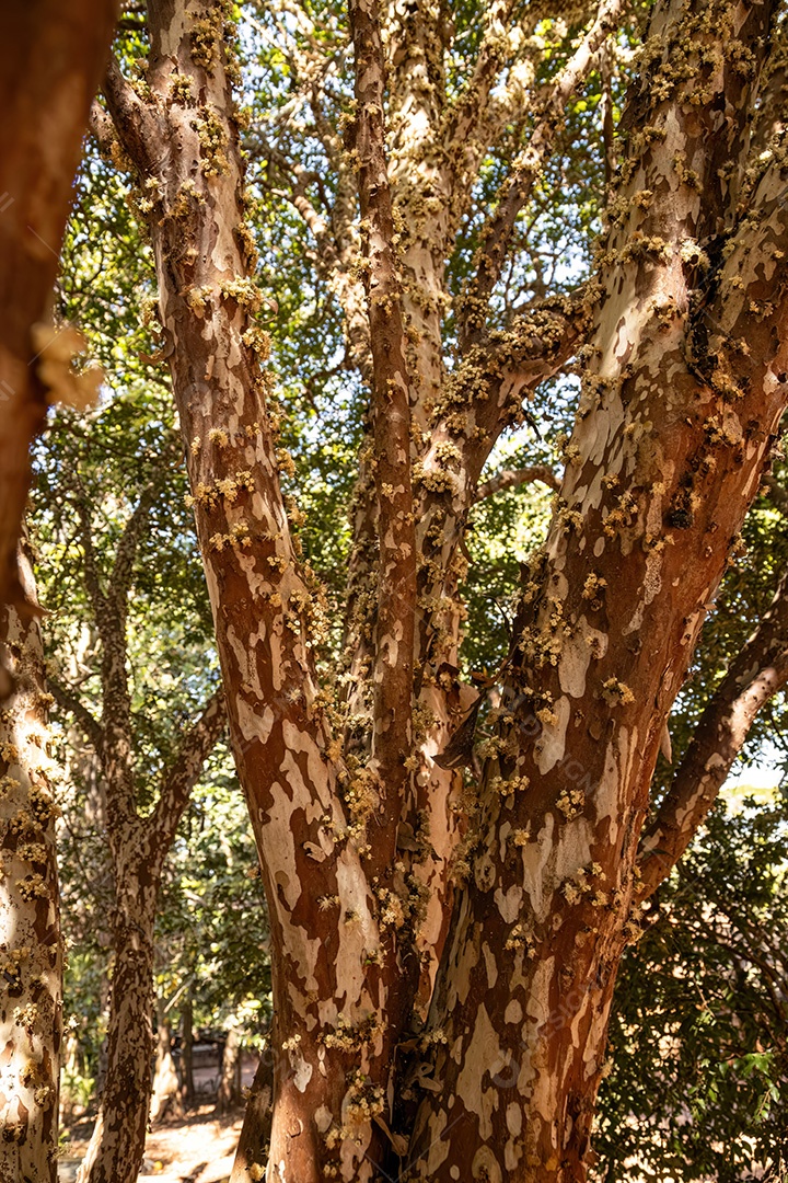 Galhos de jabuticaba cheios de flores durante o dia