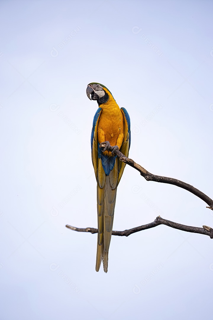 Arara-azul-e-amarela adulta da espécie Ara ararauna