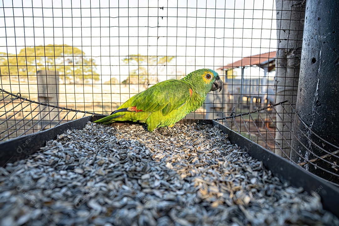 Papagaio adulto da espécie Amazona aestiva resgatado em recuperação para reintrodução gratuita