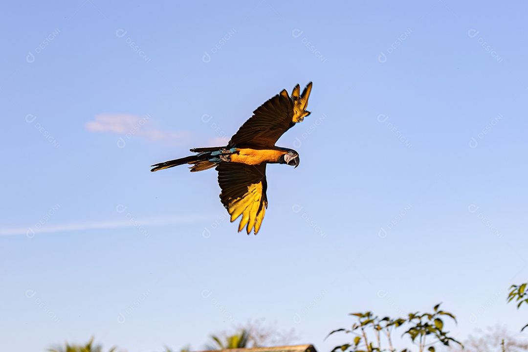 Arara-azul-e-amarela adulta da espécie Ara ararauna