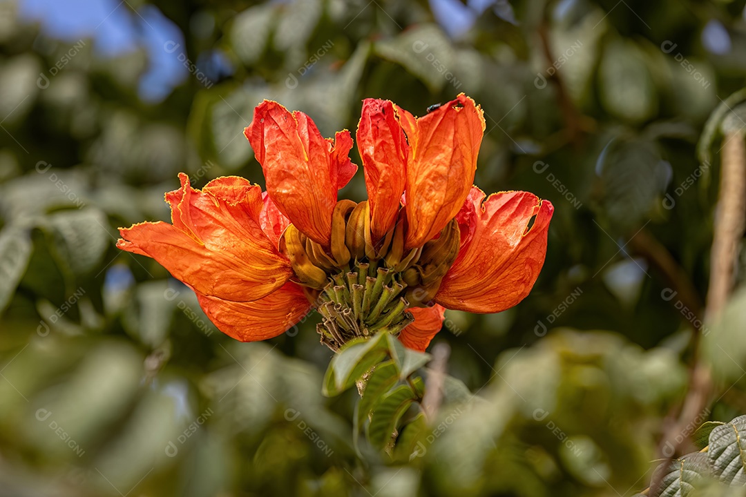 Flor de tulipa africana da espécie Spathodea campanulata