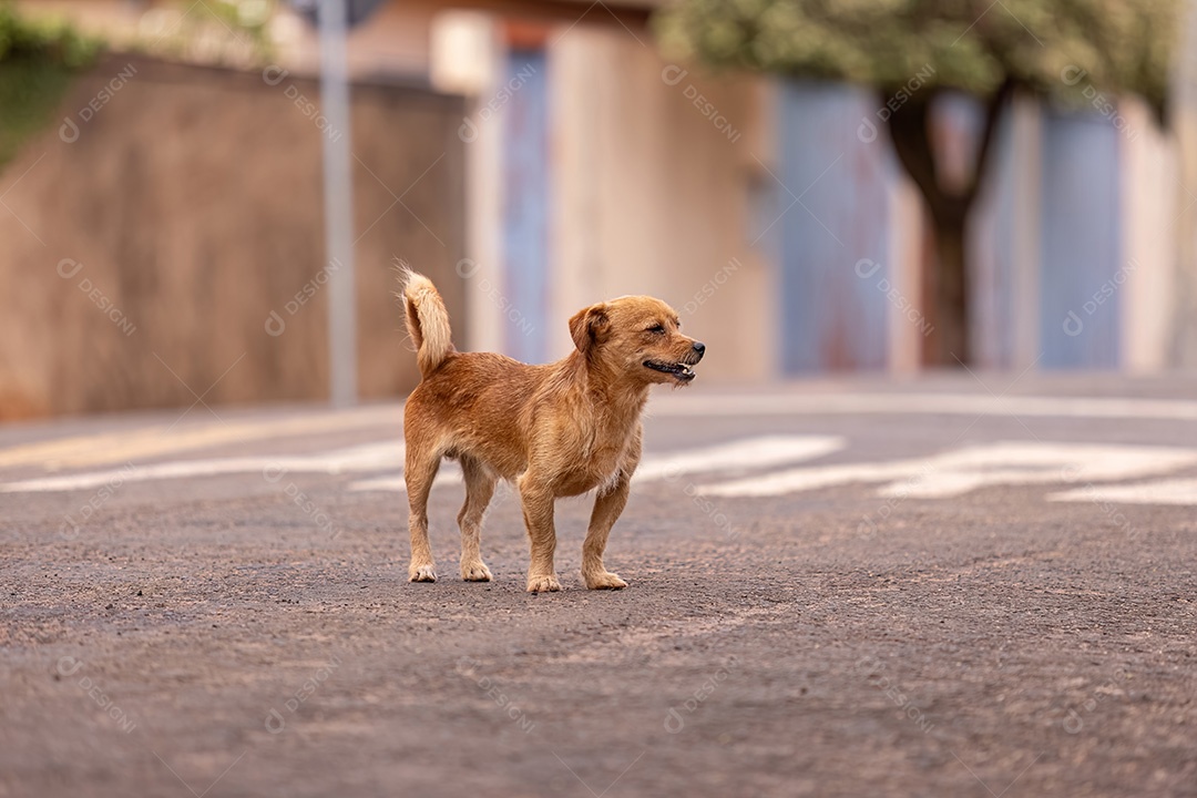 Animal mamífero canino cachorro vadio andando