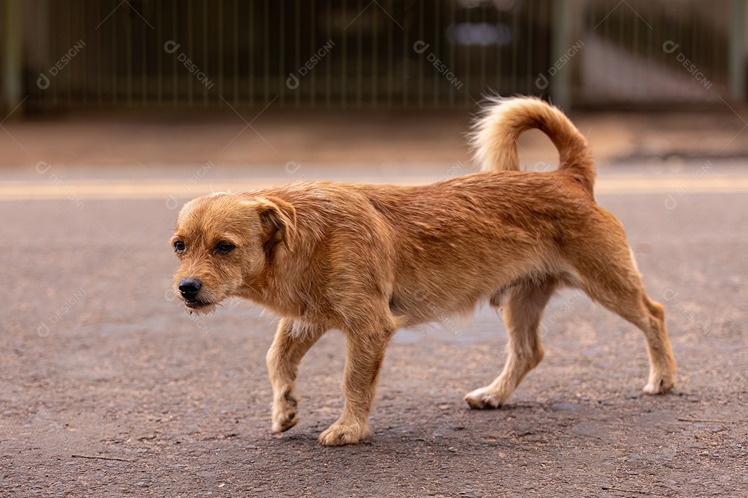 Animal mamífero canino cachorro vadio andando