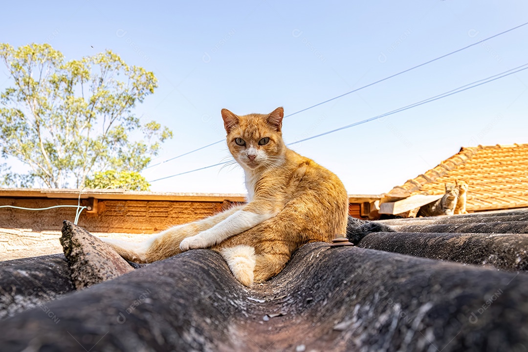 Animal felino mamífero gato amarelo no telhado de uma casa