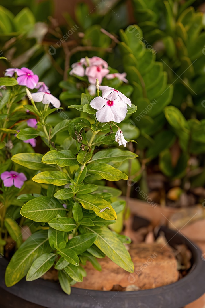 Flor de pervinca branca de Madagascar da espécie Catharanthus roseus com foco seletivo