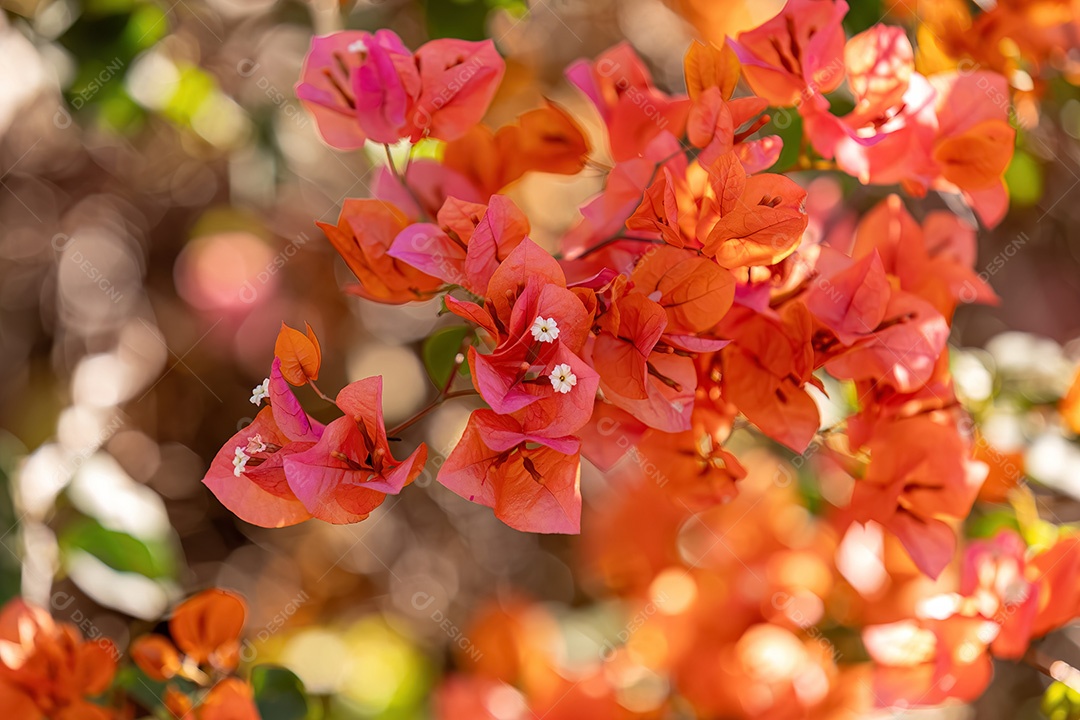 Flores de plantas ornamentais do gênero Bougainvillea