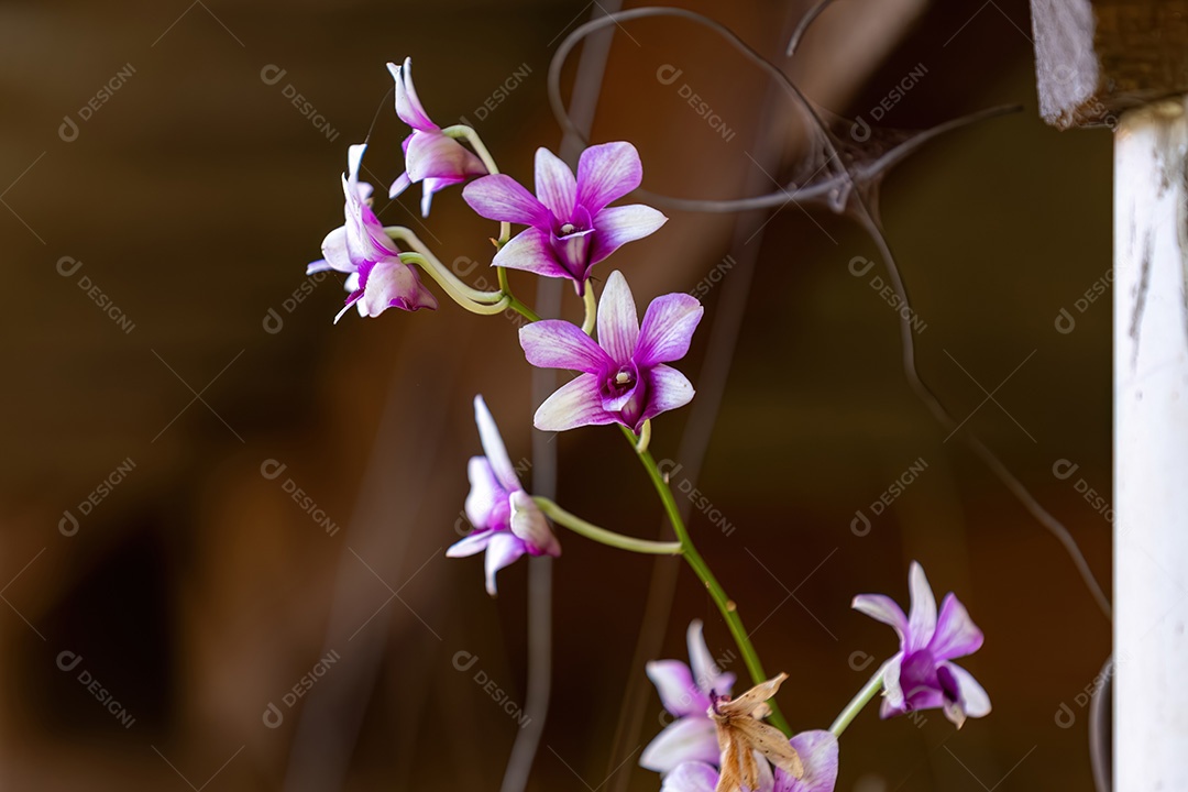 Orquídea com flores pequenas do gênero Dendrobium