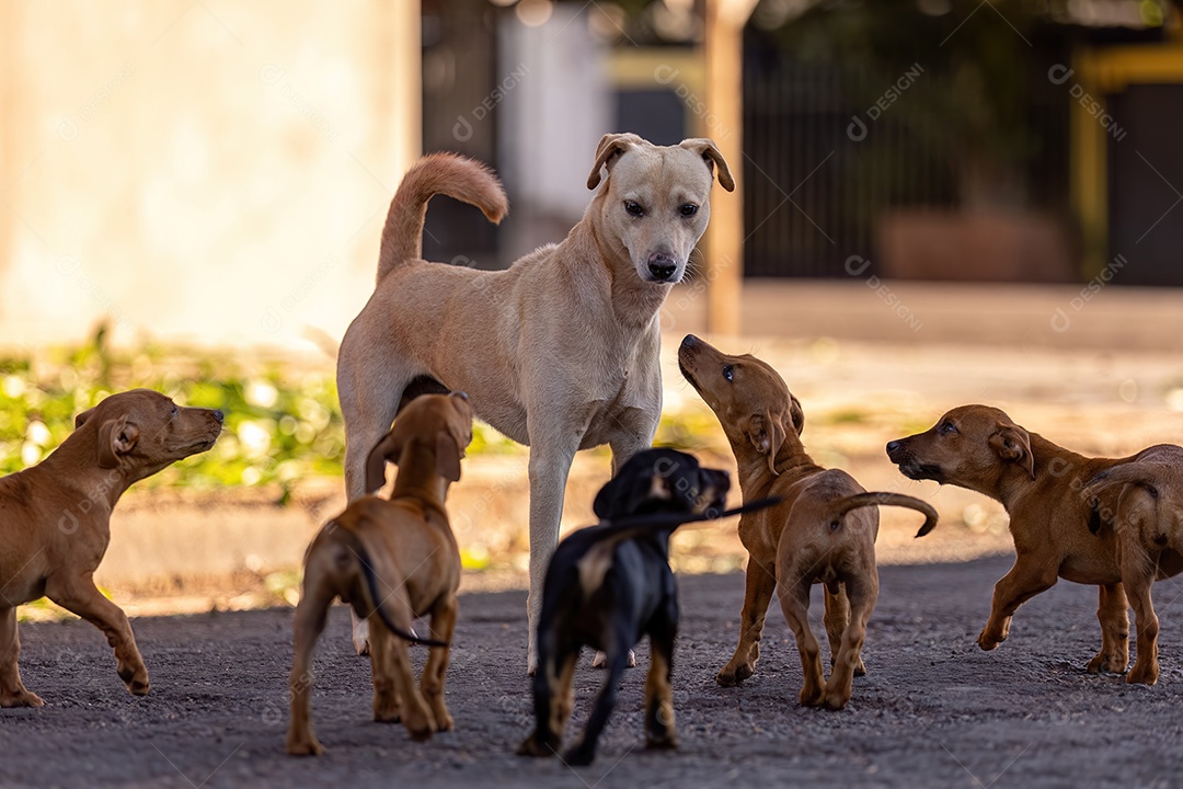 Cachorro mamífero animal na rua