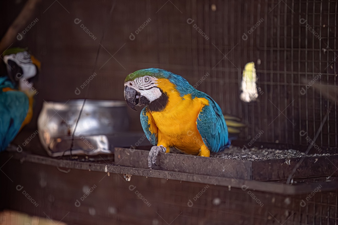 Arara-azul-e-amarela adulta da espécie Ara ararauna resgatada em recuperação para reintrodução gratuita