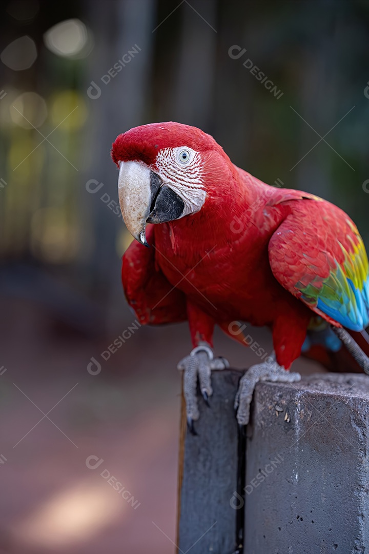 Arara vermelha e verde adulta da espécie Ara chloropterus