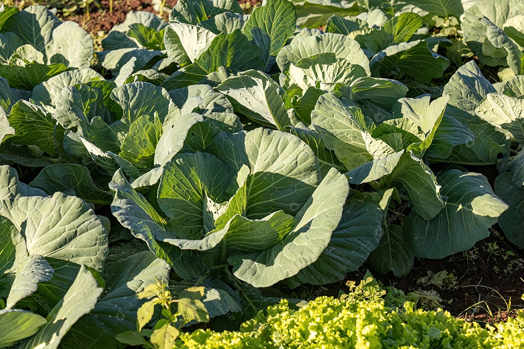 Planta vegetal de repolho da espécie Brassica oleracea em uma horta