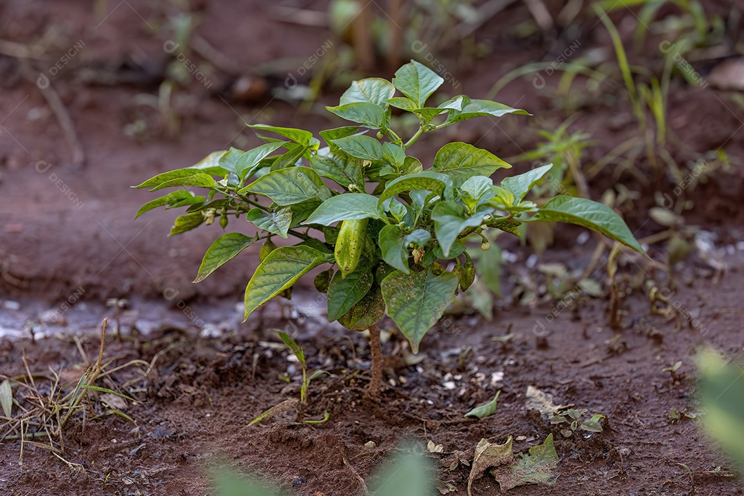 Pequena planta de pimenta em pé no solo