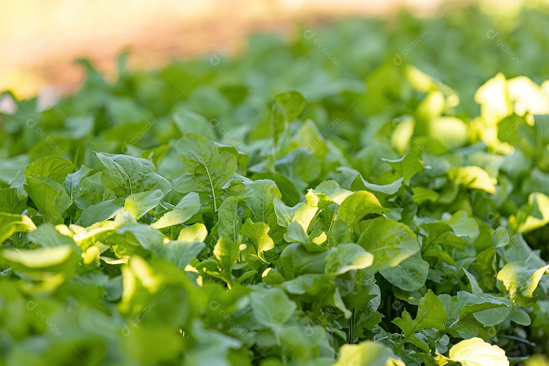 Pequena planta vegetal em uma horta