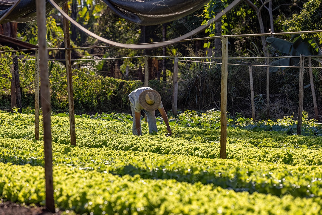 Agricultor colhendo plantas de alface vegetal