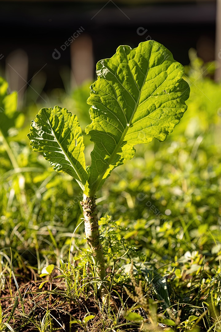 Planta vegetal de repolho da espécie Brassica oleracea em uma horta